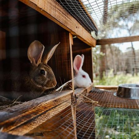 Casa Rural En El Campo Las Dalias Tordera Dış mekan fotoğraf