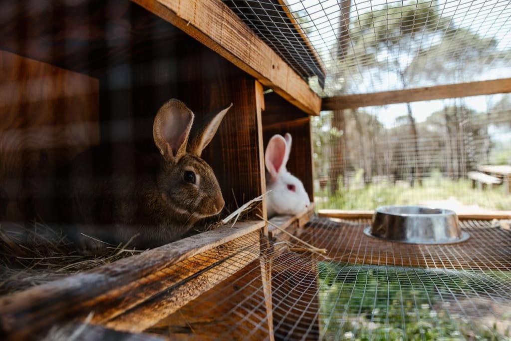 Casa Rural En El Campo Las Dalias Tordera Dış mekan fotoğraf